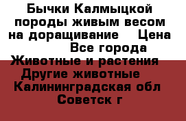 Бычки Калмыцкой породы живым весом на доращивание. › Цена ­ 135 - Все города Животные и растения » Другие животные   . Калининградская обл.,Советск г.